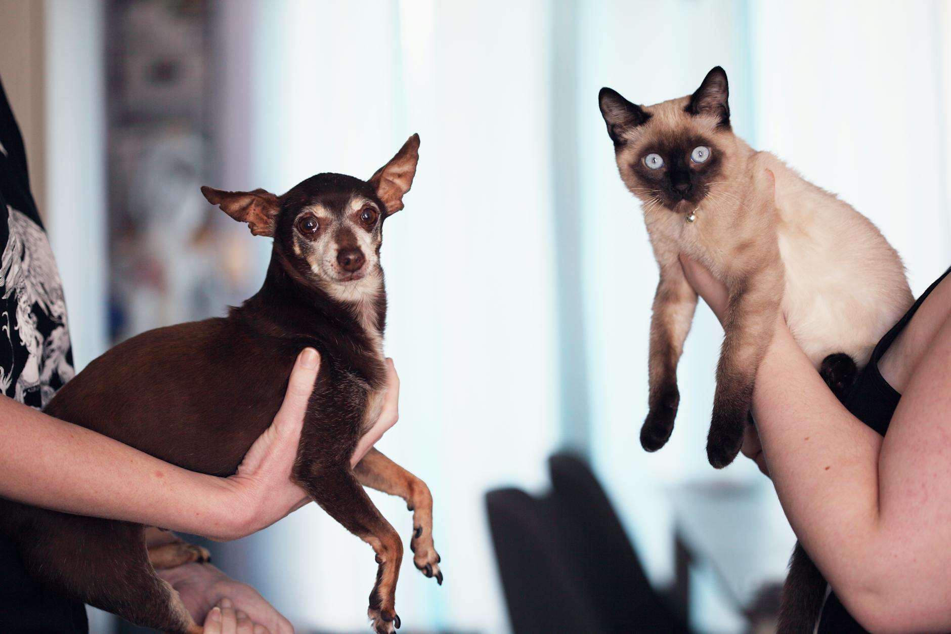 photo of people holding siamese cat and chihuahua