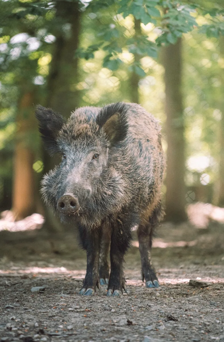 black wild boar walking on dirt ground during daytime