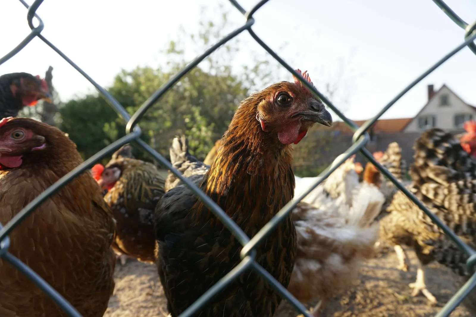 Chickens gather behind a wire fence.