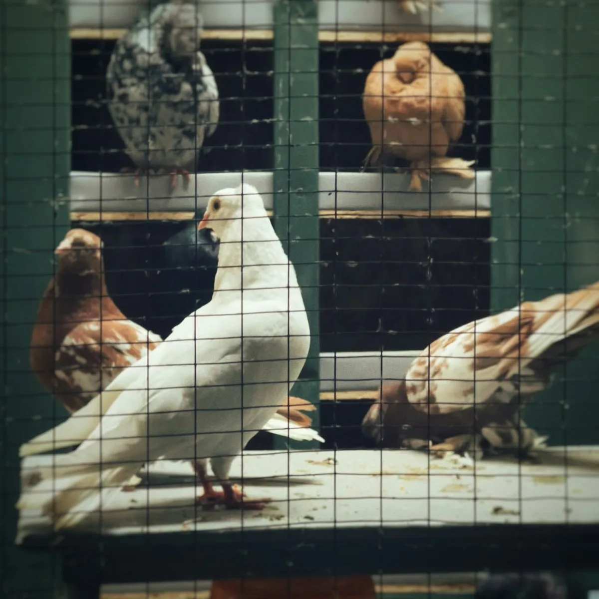 A group of birds sitting on top of a table