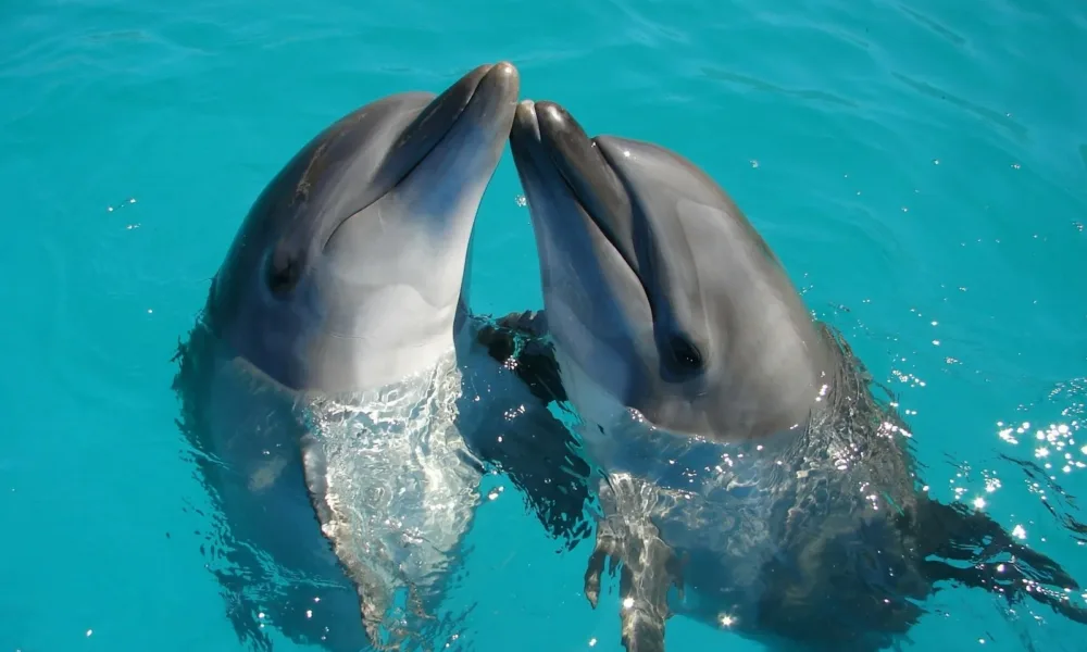 a couple of dolphins are swimming in the water