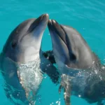 a couple of dolphins are swimming in the water