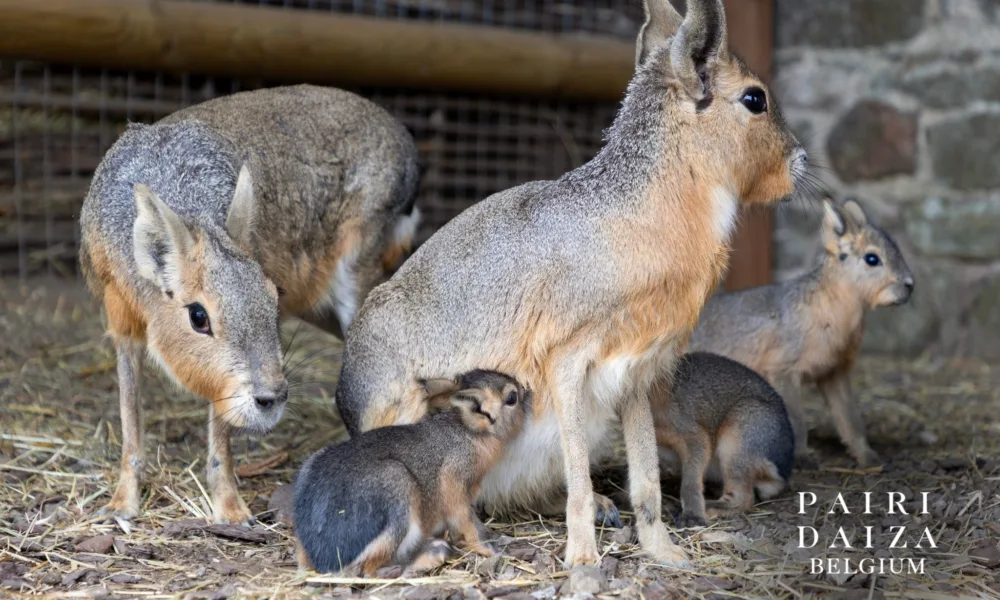 Nowe narodziny w Pairi Daiza – przyszły na świat młode zajęczaki patagońskie