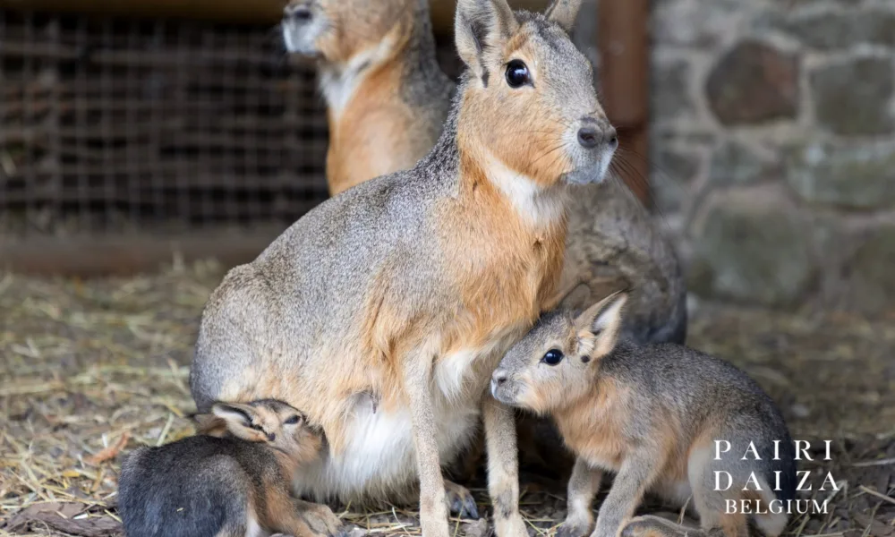 Nowe narodziny w Pairi Daiza – przyszły na świat młode zajęczaki patagońskie