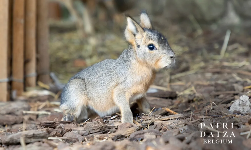 Nowe narodziny w Pairi Daiza – przyszły na świat młode zajęczaki patagońskie
