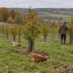 Rzędy młodych leszczyn w sadzie na wzgórzach Walonii, między nimi kury
