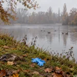 Brzeg stawu w parku we Flandrii jesiennym porankiem, martwa kaczka na trawie i jednorazowe rękawiczki, w tle dzikie kaczki na wodzie
