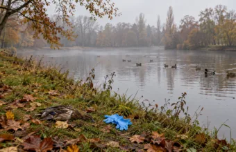 Brzeg stawu w parku we Flandrii jesiennym porankiem, martwa kaczka na trawie i jednorazowe rękawiczki, w tle dzikie kaczki na wodzie