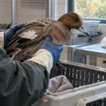 Pierwszy tej jesieni przypadek ptasiej grypy u dzikiego ptaka we Flandrii – zakażony świstun z Leuven trafił do ośrodka w Oudsbergen, nie dotykajcie chorych i martwych ptaków