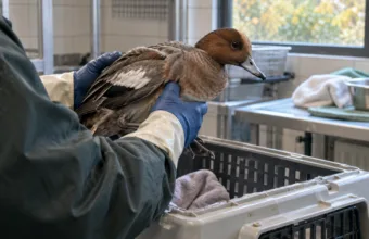Pierwszy tej jesieni przypadek ptasiej grypy u dzikiego ptaka we Flandrii – zakażony świstun z Leuven trafił do ośrodka w Oudsbergen, nie dotykajcie chorych i martwych ptaków