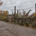 Pusta ścieżka w parku zwierząt jesienią, w tle wybieg żyraf za drewnianym ogrodzeniem