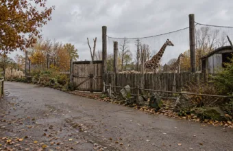 Pusta ścieżka w parku zwierząt jesienią, w tle wybieg żyraf za drewnianym ogrodzeniem