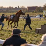 Kobieta ciężko ranna przez konia bez jeźdźca na wyścigach Molenhoek Koerse w Deerlijk – trzech dżokejów spadło w ostatnim biegu