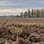 Nowy Atlas Ptaków Flandrii bije na alarm – skowronek stracił 95 procent populacji od 1960 r., ptaki pól i łąk wciąż znikają