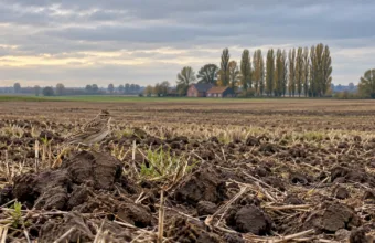 Nowy Atlas Ptaków Flandrii bije na alarm – skowronek stracił 95 procent populacji od 1960 r., ptaki pól i łąk wciąż znikają