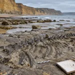 Belgijska para znalazła na plaży w Anglii skamielinę „morskiego smoka” sprzed 174 milionów lat – od soboty 24 października można ją oglądać w muzeum