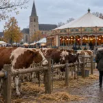 Krowy wracają na jarmark w Sint-Lievens-Houtem – wyjątek dla jednego handlarza mimo choroby IBR, rok temu targ bydła odwołano pierwszy raz od 700 lat
