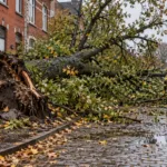 Sztorm Austen w Belgii – 121 interwencji straży pożarnej w Brukseli, około 250 w Brabancji Walońskiej, drzewo spadło na jadący samochód w Booischot