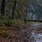 Halloweenowa trasa przez las w Kampenhout przełożona przez wichurę – zamiast w sobotę 24 października odbędzie się 7 listopada, bilety zachowują ważność