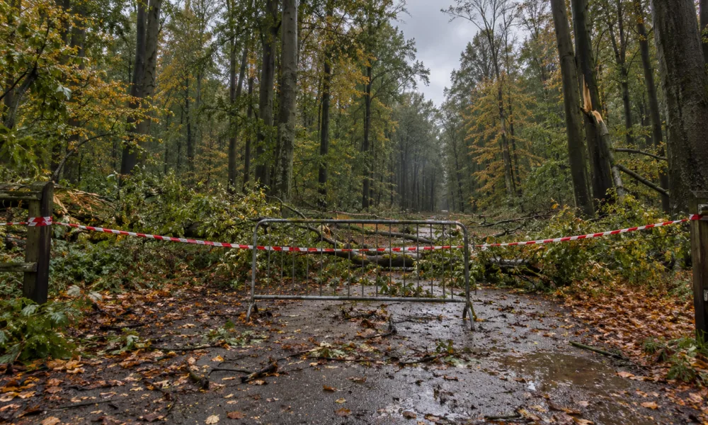 Parki i Las Soniański w Brukseli zamknięte do poniedziałku rano po sztormie Austen – zakaz wstępu przez cały weekend