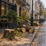 Bruksela wycięła wszystkie drzewa przy rue du Marché aux Herbes po upadku drzewa na taras brasserie Ommegang – właściciel lokalu mówi, że ostrzegał wcześniej