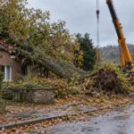 Niż Boelo w regionach – stara lipa spadła na dwa domy w Riemst, ulica Merols w Walhorn zamknięta do odwołania, 40 wezwań straży w Zuid-West Limburg