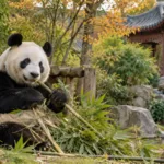 Nowa samica pandy wielkiej Ran Ran przyjedzie do Pairi Daiza w listopadzie – dołączy do Xing Hui