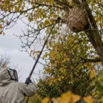 Prawie 10 000 zgłoszeń gniazd szerszenia azjatyckiego mniej we Flandrii – INBO: zimno w maju i susza latem przetrzebiły owady