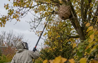 Prawie 10 000 zgłoszeń gniazd szerszenia azjatyckiego mniej we Flandrii – INBO: zimno w maju i susza latem przetrzebiły owady