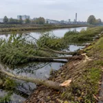 Nieznani sprawcy znów ścięli młode drzewa przy ścieżce rowerowej w Beringen – „To już czwarty raz”
