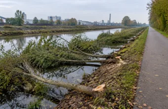 Nieznani sprawcy znów ścięli młode drzewa przy ścieżce rowerowej w Beringen – „To już czwarty raz”