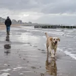 Psy znów mogą na plażę w Knokke-Heist – sezonowy zakaz kończy się 15 października