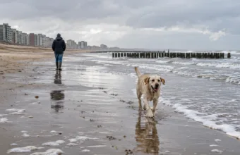 Psy znów mogą na plażę w Knokke-Heist – sezonowy zakaz kończy się 15 października