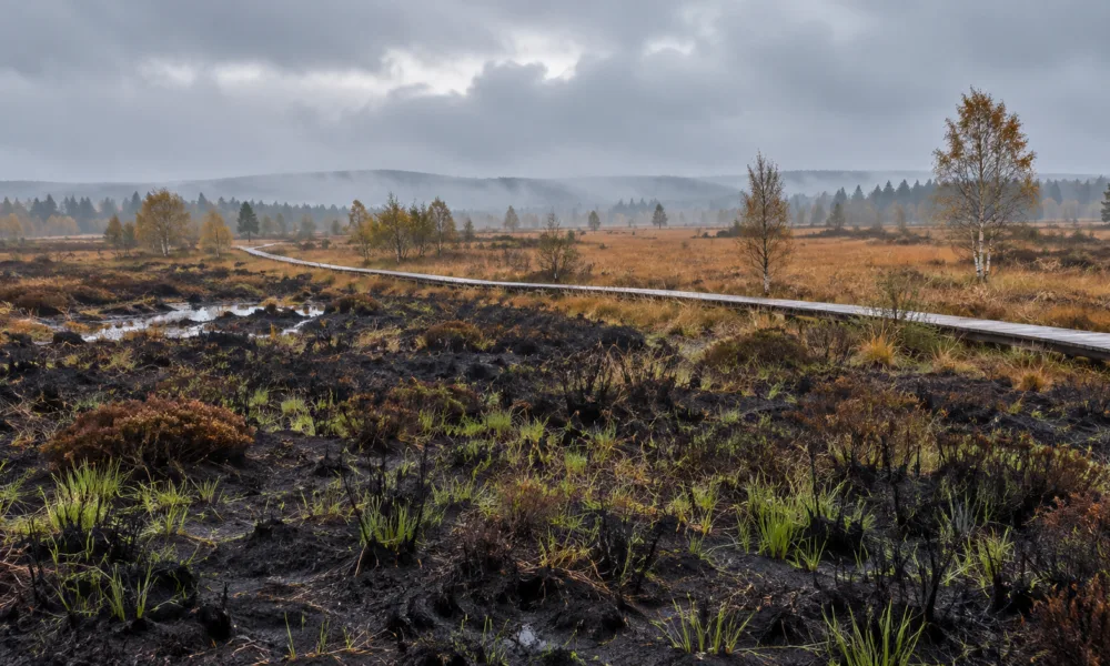 Spalone wrzosowisko na płaskowyżu Hautes Fagnes z pierwszą zielenią i drewnianą kładką w tle