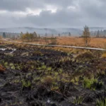 Spalone wrzosowisko na płaskowyżu Hautes Fagnes z pierwszą zielenią i drewnianą kładką w tle