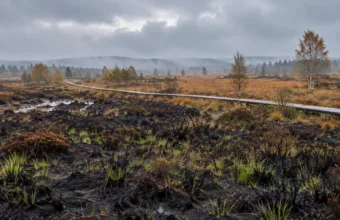 Spalone wrzosowisko na płaskowyżu Hautes Fagnes z pierwszą zielenią i drewnianą kładką w tle