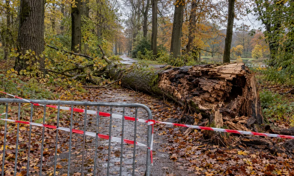 Drzewo przygniotło 61-letnią kobietę w parku Haffmans w Bilzen-Hoeselt – park zamknięty do odwołania, w poniedziałek pilne spotkanie w sprawie starych drzew
