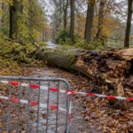 Drzewo przygniotło 61-letnią kobietę w parku Haffmans w Bilzen-Hoeselt – park zamknięty do odwołania, w poniedziałek pilne spotkanie w sprawie starych drzew